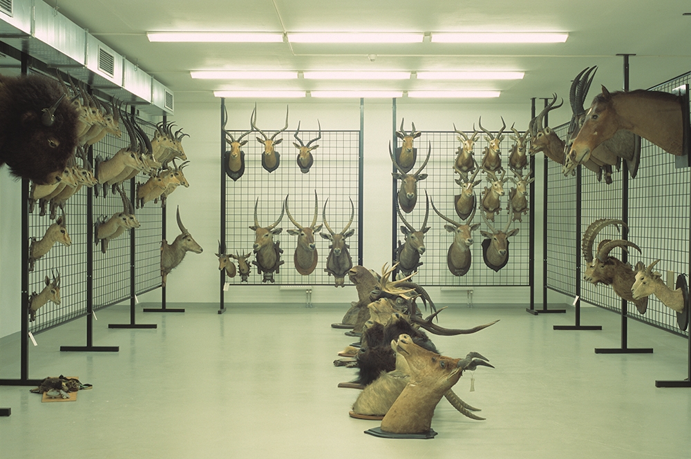 Sophie Hayes. Storage: National Museum, Prague, 2004 - Ongoing